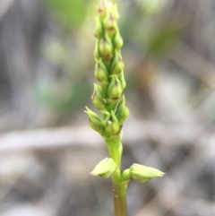 Corunastylis clivicola (Rufous midge orchid) at Aranda Bushland - 14 Feb 2016 by AaronClausen