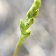 Corunastylis clivicola (Rufous midge orchid) at Aranda Bushland - 14 Feb 2016 by AaronClausen