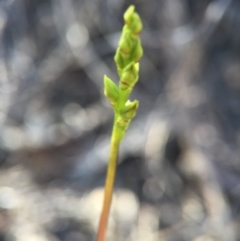 Corunastylis clivicola at Belconnen, ACT - 14 Feb 2016