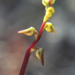 Corunastylis clivicola (Rufous midge orchid) at Aranda Bushland - 14 Feb 2016 by AaronClausen