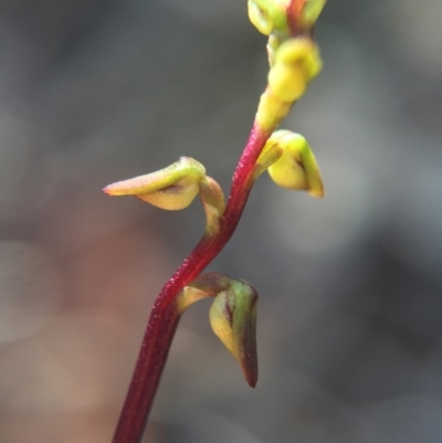 Corunastylis clivicola (Rufous midge orchid) at Aranda Bushland - 14 Feb 2016 by AaronClausen