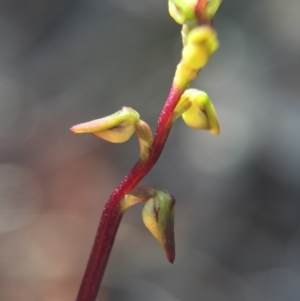 Corunastylis clivicola at Belconnen, ACT - 14 Feb 2016