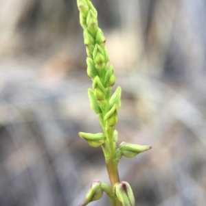 Corunastylis clivicola at Belconnen, ACT - suppressed