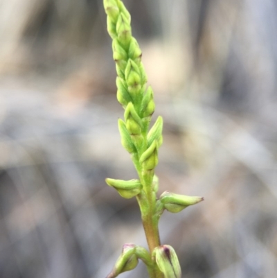 Corunastylis clivicola (Rufous midge orchid) at Aranda Bushland - 14 Feb 2016 by AaronClausen