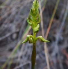 Corunastylis cornuta (Horned Midge Orchid) at Aranda, ACT - 14 Feb 2016 by CathB
