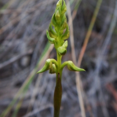 Corunastylis cornuta (Horned Midge Orchid) at Aranda, ACT - 13 Feb 2016 by CathB