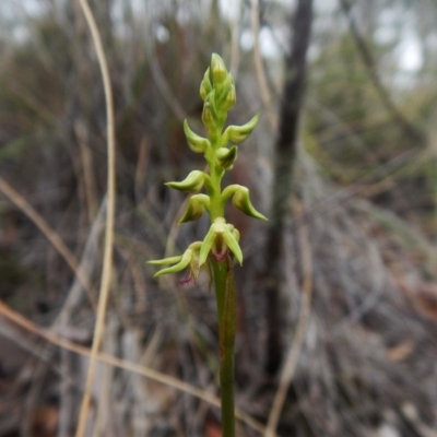 Corunastylis cornuta (Horned Midge Orchid) at Aranda, ACT - 15 Feb 2016 by CathB
