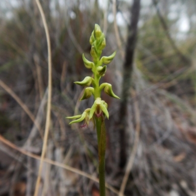 Corunastylis cornuta (Horned Midge Orchid) at Aranda Bushland - 14 Feb 2016 by CathB