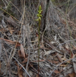 Corunastylis cornuta at Aranda, ACT - suppressed