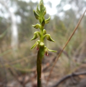 Corunastylis cornuta at Aranda, ACT - 15 Feb 2016