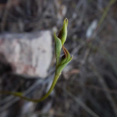 Speculantha rubescens (Blushing Tiny Greenhood) at Aranda Bushland - 13 Feb 2016 by CathB