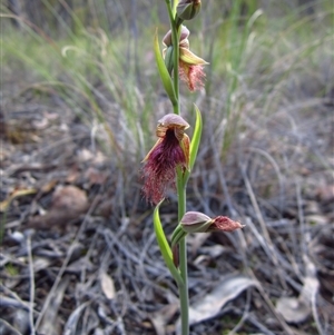 Calochilus platychilus at Point 3852 - suppressed