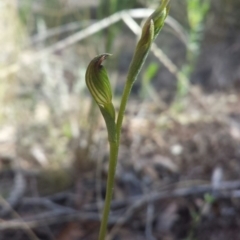Speculantha rubescens (Blushing Tiny Greenhood) at ANBG South Annex - 15 Feb 2016 by MattM