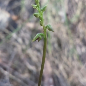 Corunastylis clivicola at Acton, ACT - 15 Feb 2016