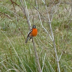 Petroica phoenicea at Paddys River, ACT - 1 Oct 2011