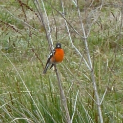 Petroica phoenicea (Flame Robin) at Paddys River, ACT - 1 Oct 2011 by galah681