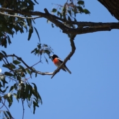 Petroica boodang (Scarlet Robin) at Paddys River, ACT - 19 Oct 2013 by galah681