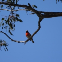 Petroica boodang at Paddys River, ACT - 19 Oct 2013 09:59 AM