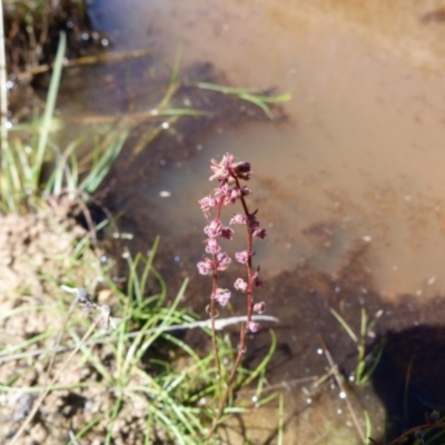 Haloragis heterophylla (Variable Raspwort) at Farrer Ridge - 9 Mar 2015 by SkyFire747