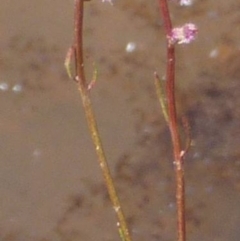 Haloragis heterophylla at Farrer Ridge - 9 Mar 2015