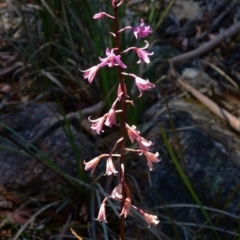 Dipodium roseum (Rosy Hyacinth Orchid) at Tennent, ACT - 7 Feb 2016 by Jek