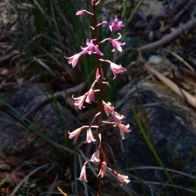 Dipodium roseum (Rosy Hyacinth Orchid) at Tennent, ACT - 7 Feb 2016 by Jek
