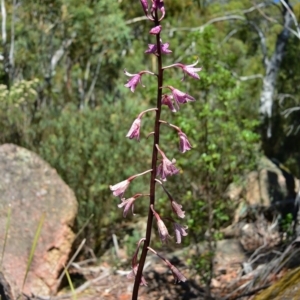 Dipodium roseum at Tennent, ACT - suppressed