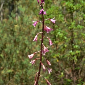 Dipodium roseum at Tennent, ACT - suppressed