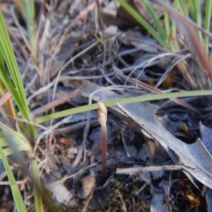 Eriochilus cucullatus at Cook, ACT - suppressed