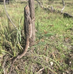 Pogona barbata (Eastern Bearded Dragon) at QPRC LGA - 16 Feb 2016 by cb