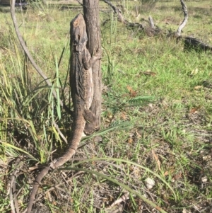 Pogona barbata at Wamboin, NSW - suppressed