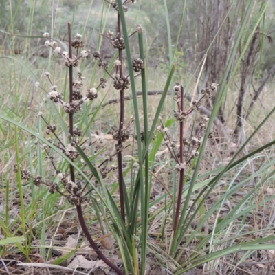 Lomandra multiflora (Many-flowered Matrush) at Greenway, ACT - 15 Dec 2015 by michaelb