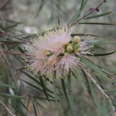 Callistemon sieberi (River Bottlebrush) at Greenway, ACT - 15 Dec 2015 by MichaelBedingfield