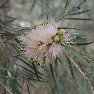 Callistemon sieberi (River Bottlebrush) at Greenway, ACT - 15 Dec 2015 by MichaelBedingfield