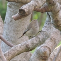 Acanthiza pusilla (Brown Thornbill) at Conder, ACT - 7 Sep 2014 by michaelb