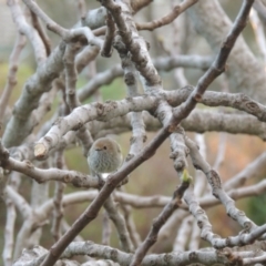 Acanthiza pusilla at Conder, ACT - 7 Sep 2014