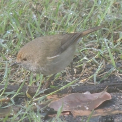 Acanthiza pusilla (Brown Thornbill) at Conder, ACT - 11 Nov 2014 by michaelb