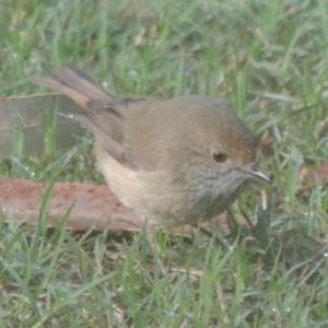 Acanthiza pusilla at Conder, ACT - 12 Nov 2014