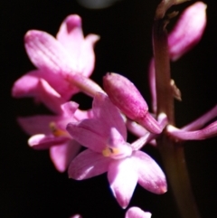 Dipodium roseum (Rosy Hyacinth Orchid) at Paddys River, ACT - 16 Feb 2016 by roymcd