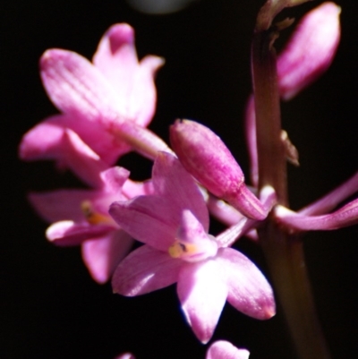 Dipodium roseum (Rosy Hyacinth Orchid) at Tidbinbilla Nature Reserve - 16 Feb 2016 by roymcd