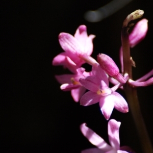 Dipodium roseum at Paddys River, ACT - 16 Feb 2016