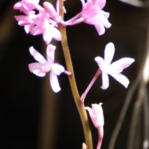 Dipodium roseum at Paddys River, ACT - 16 Feb 2016