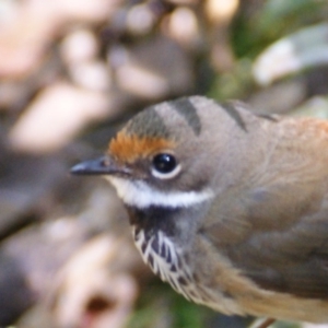 Rhipidura rufifrons at Paddys River, ACT - 16 Feb 2016