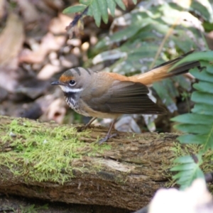 Rhipidura rufifrons at Paddys River, ACT - 16 Feb 2016