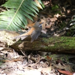 Rhipidura rufifrons at Paddys River, ACT - 16 Feb 2016