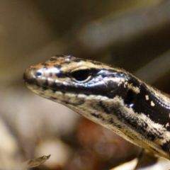 Eulamprus heatwolei (Yellow-bellied Water Skink) at Tidbinbilla Nature Reserve - 15 Feb 2016 by roymcd