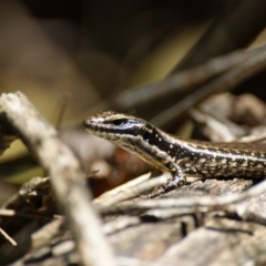 Eulamprus heatwolei at Paddys River, ACT - 16 Feb 2016