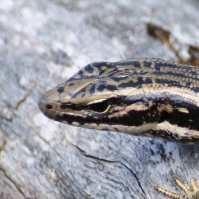 Eulamprus heatwolei (Yellow-bellied Water Skink) at Paddys River, ACT - 16 Feb 2016 by roymcd