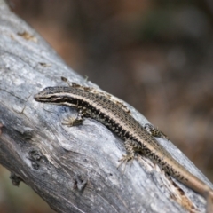 Eulamprus heatwolei at Paddys River, ACT - 16 Feb 2016