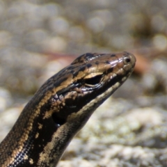 Eulamprus heatwolei at Paddys River, ACT - 16 Feb 2016